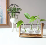 Plant Terrarium with Wooden Stand